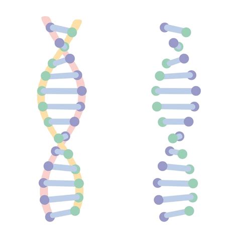 Ícone De Giz De Hélice De Dna Estrutura De ácido Nucleico