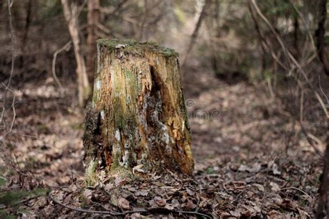 Old Wooden Broken Stump In The Forest Stock Photo Image Of