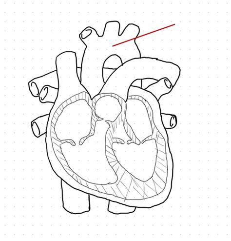 Cardio A P Flashcards Quizlet