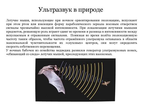 Ультразвук в природе - online presentation