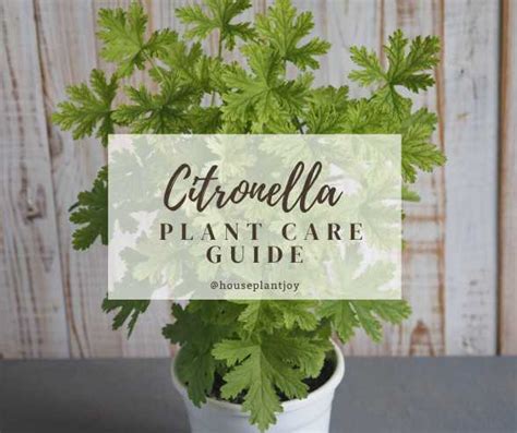 Citronella Plant Care Guide - HouseplantJoy.com