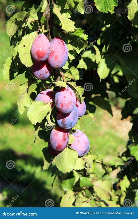 Plum Tree In Orchard Stock Photo Image Of Diet Fruit 95424852