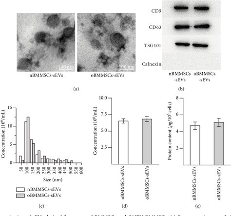 Figure From The Proosteogenic And Proangiogenic Effects Of Small