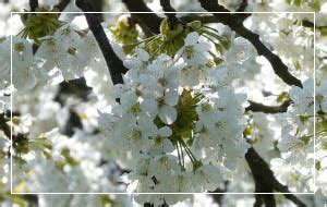 Tibetan Cherry Tree (Prunus serrula) - Hyland's Nursery