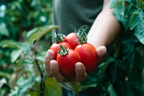 Cultivo De Tomate C Mo Se Realiza Y Mejores Pr Cticas