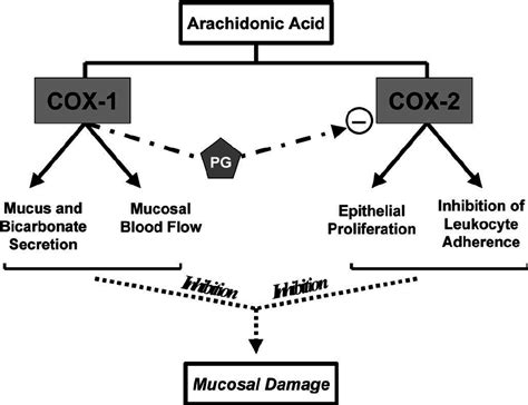 Schematic Diagram Illustrating Some Of The Roles Of Cox And In