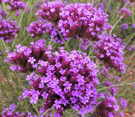 Verbena Bonariensis SeedScape