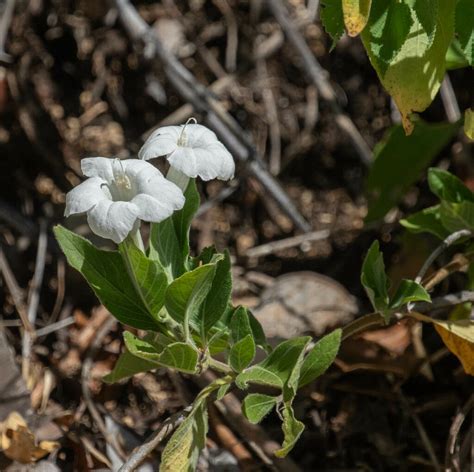 Mountain Ruellia From La Paz Bcs Mexico On November At