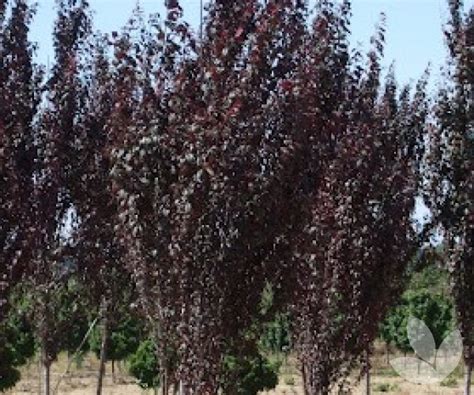 Prunus Cerasifera Nigra Fastigiata Upright Black Ornamental Plum Trees Speciality Trees