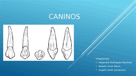 Caninos Morfologia Erupción De Los Dientes Caninos Superiores E Inferiores Diapositivas De