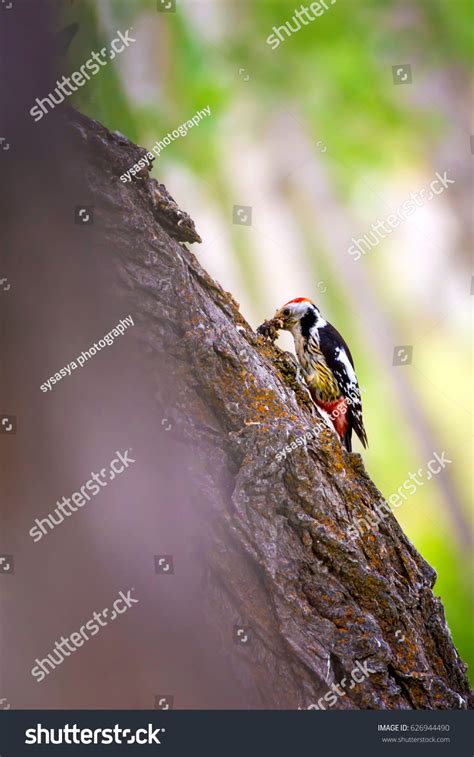 Cute Woodpecker Nature Background Stock Photo 626944490 Shutterstock