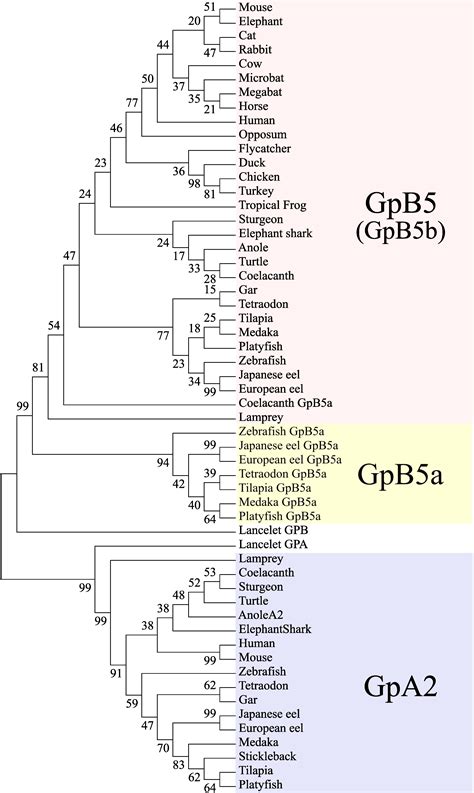 Phylogenetic Tree Vertebrates