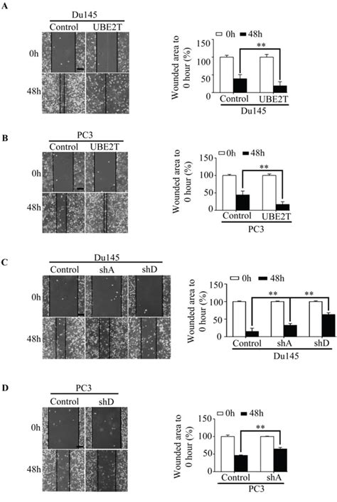 Elevated Expression Of Ube2t Exhibits Oncogenic Properties In Human Prostate Cancer Oncotarget