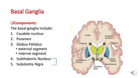 Solution Functions Of Basal Ganglia Studypool