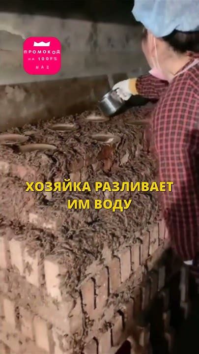Настоящая ФЕРМА ЯДОВИТЫХ СКОРПИОНОВ! 😨 |#nazanos #viral #shorts - YouTube