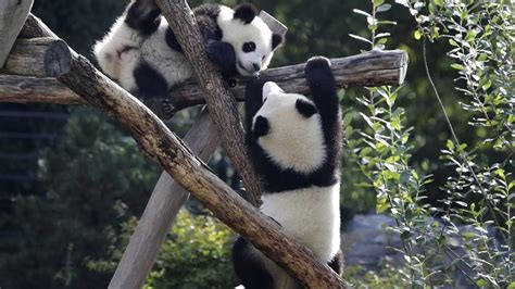 VIDEO: Berlin zoo's twin panda cubs celebrate 1st birthday