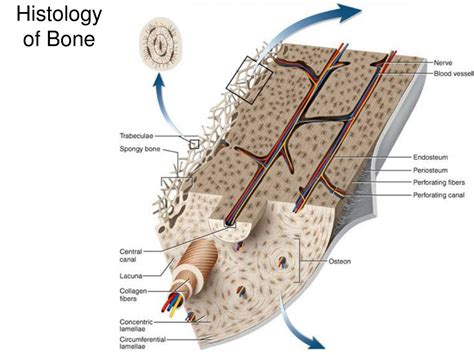 Ppt Bones Tissue And Organ Powerpoint Presentation Free Download