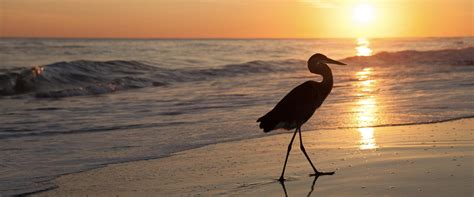 3 Birdwatching Spots on Alabama’s Beaches