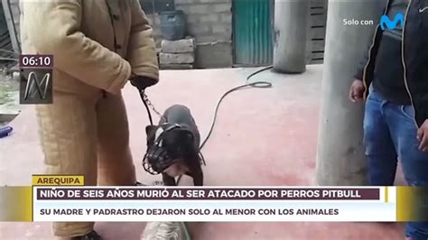 Arequipa Niño De 6 Años Murió Al Ser Atacado Por Perros Pitbull Canal N