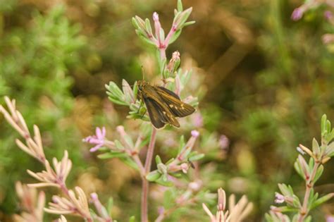 Wandering Skipper Habitat Restoration to Begin September | Nature ...