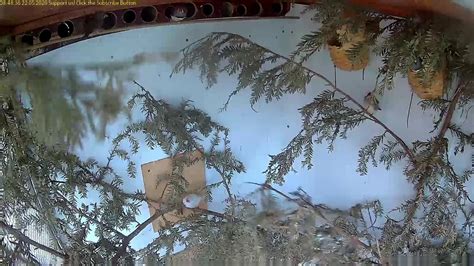 Zebra Finch Aviary Live Pm Youtube