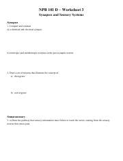 NPB 101D Worksheet 3 Pdf NPB 101 D Worksheet 3 Synapses And