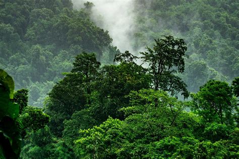 world rainforest day holiday smart