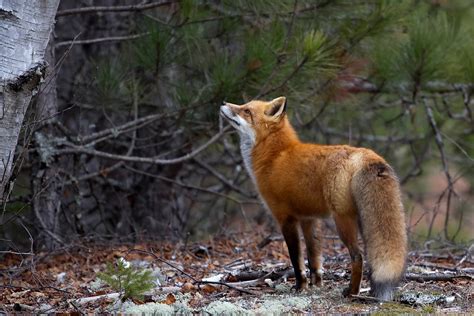 Fluffy Tail Rfoxes