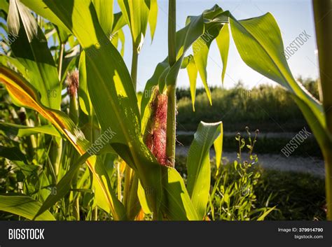 Corn Field Evening Sun Image And Photo Free Trial Bigstock