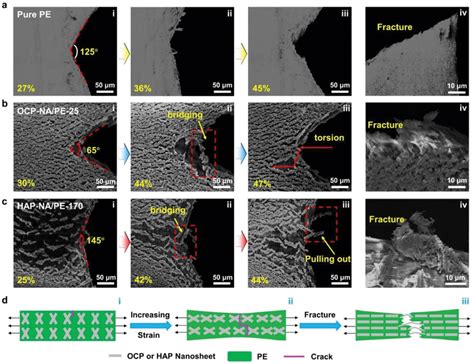 Crack Propagations And Surface Morphologies Of The Pure Pe And