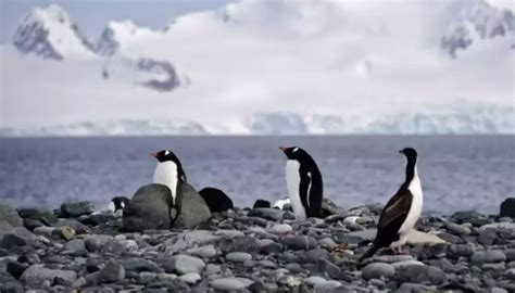 Fact File Bird Flu Detected In Antarctica Region For First Time