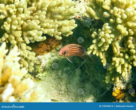 Fase Em Que Os Peixes Nadam Rio Acima Para Desovar