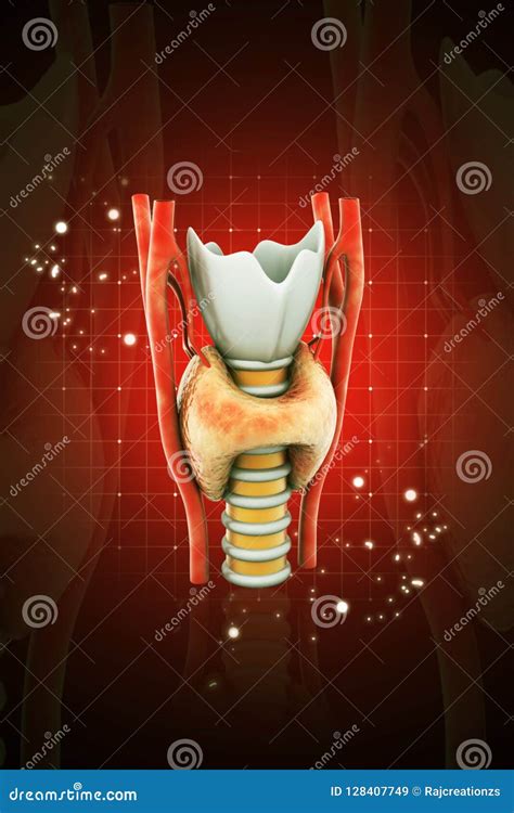 Parathyroid Gland Anatomy Cartoon Vector Cartoondealer