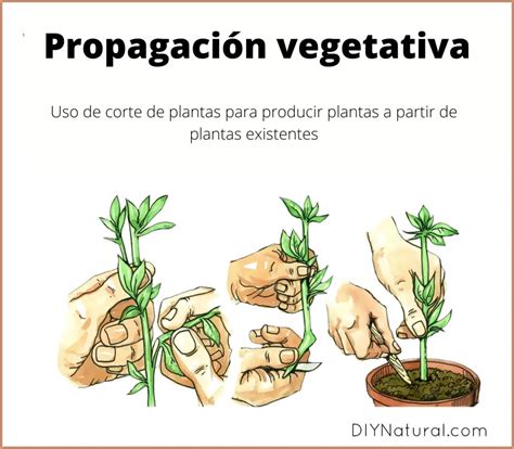 Propagaci N O Reproducci N Vegetativa Wiki Agronomia