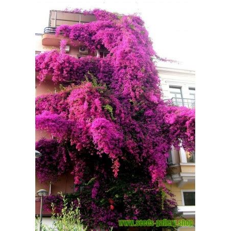 Bougainvillea spectabilis Mix Violet and Red Seeds - €1.95