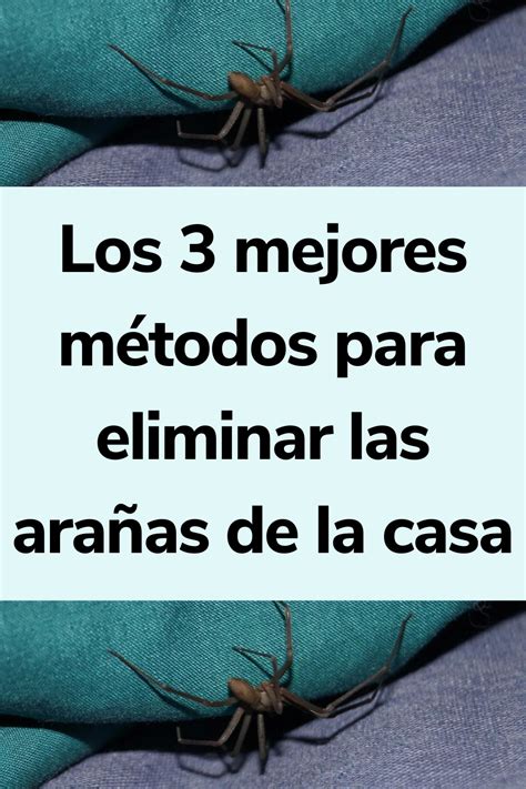 Los Mejores M Todos Para Eliminar Las Ara As De La Casa Eliminar