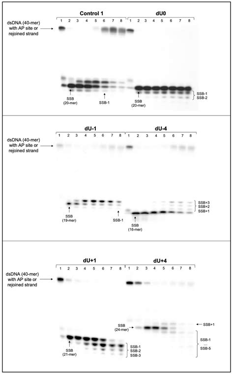 Chemosensors Free Full Text The Usefulness Of Autoradiography For