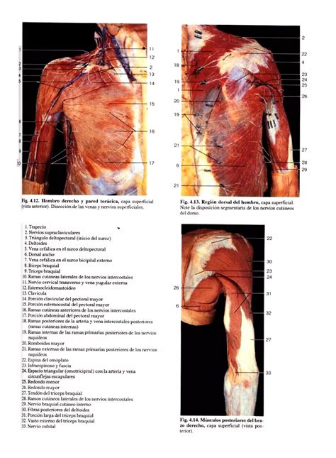 Atlas Fotografico De Anatomia Del Cuerpo Humano Era Edici Pdf