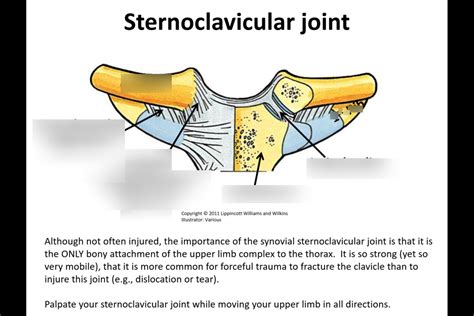 Sternoclavicular Joint Diagram Quizlet