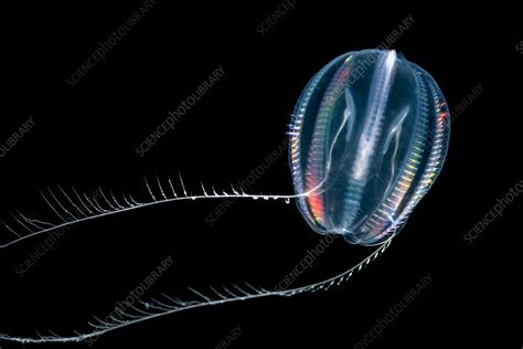 Sea Gooseberry Stock Image C0463351 Science Photo Library