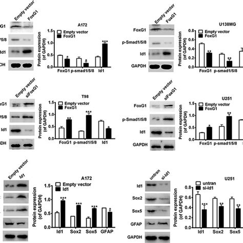 Effects Of Foxg1 Expression On Cell Proliferation A Crystal Violet