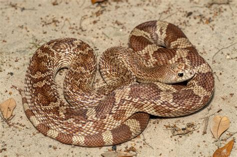 Pine Snake South Carolina Partners In Amphibian And Reptile Conservation