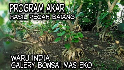 HASIL PROGRAM AKAR WARU INDIA PECAH BATANG DI GALERY BONSAI MAS EKO