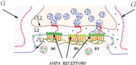 Schematic diagram of the synaptic cleft The cleft domain is marked Ω