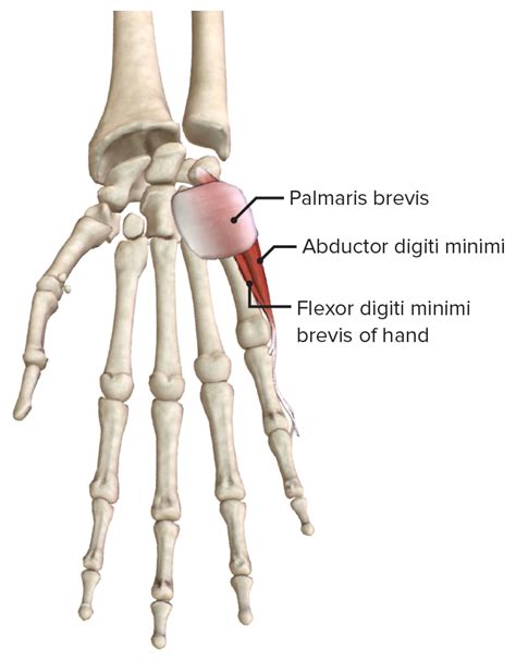 Hand Knochen Muskulatur Innervation Funktion Lecturio