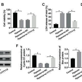 Knockdown Of Lncrna Ttty Extenuated Hypoxia Induced Cell Injury In