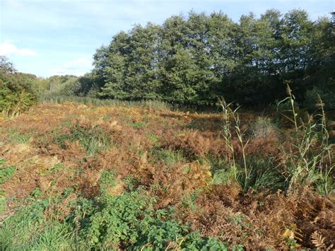 Area Of Bracken David Pashley Cc By Sa Geograph Britain And