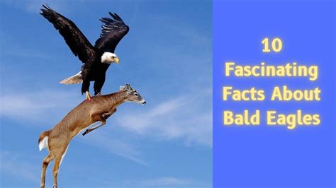 10 Fascinating Facts About Bald Eagles Youtube