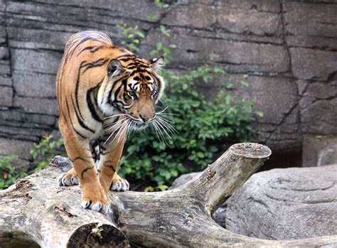 Home Aalborg Zoo