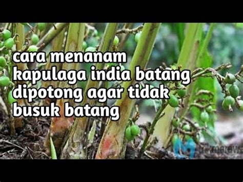 Budidaya Kapulaga India Cara Menanam Batang Potong Dgn Batang Normal